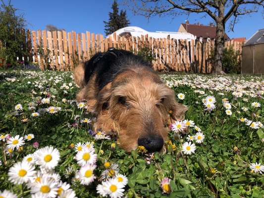 Die Dogorama Monats Challenge "Es grünt und blüht"-Beitrag-Bild