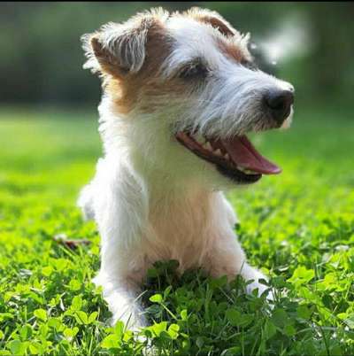 Tongue Out Tuesday-Beitrag-Bild