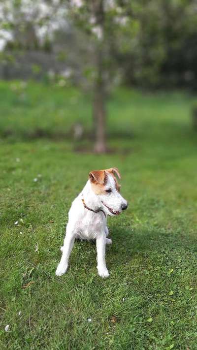 Die Dogorama Monats Challenge "Es grünt und blüht"-Beitrag-Bild