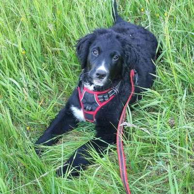 Hundetreffen-Spielen/Spazieren gehen, Vier Monate alter junger Hund sucht Spielgefährten-Bild