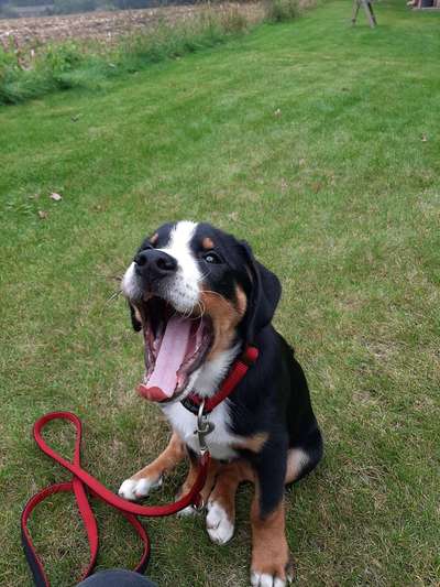 Appenzeller Sennenhunde-Beitrag-Bild