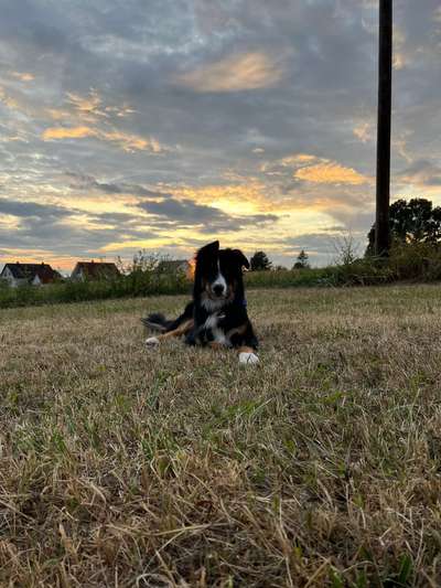 Hundetreffen-Spielen, Gassi & ein bisschen trainieren 🐶🐾-Bild