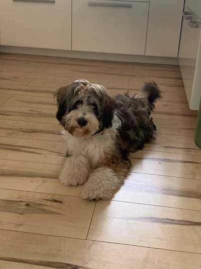 Tibet Terrier-Beitrag-Bild