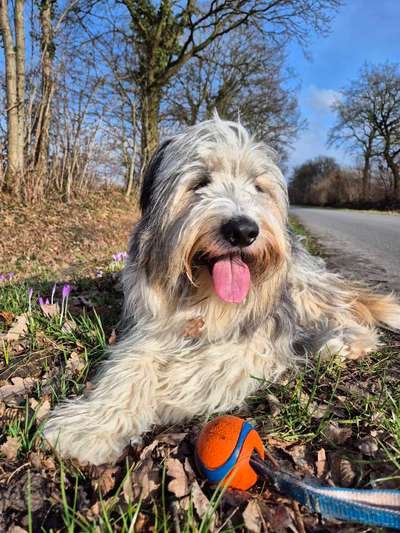 Bearded Collie hier?-Beitrag-Bild