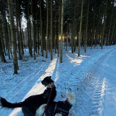 Hundetreffen-Spaziergänge an der Leine-Bild