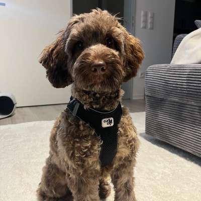 Hundetreffen-Spieltreffen-Bild