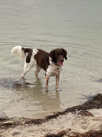 Kleiner Münsterländer!-Beitrag-Bild