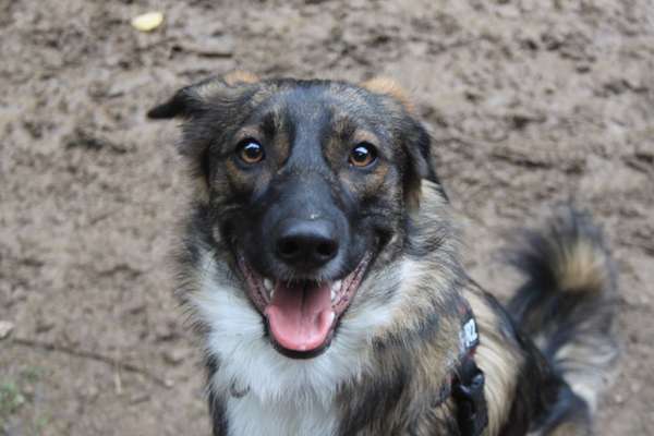 Foto's und Hundemodels-Beitrag-Bild