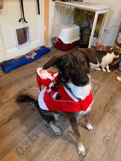 Lustige Bilder-Beitrag-Bild