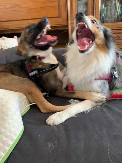 Bester Freund, Hundekumpel - zeigt her!-Beitrag-Bild