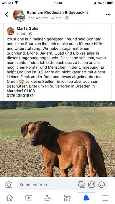 Rhodesian Ridgeback-Beitrag-Bild