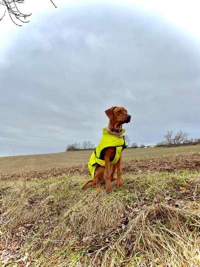 Rhodesian Ridgeback-Beitrag-Bild