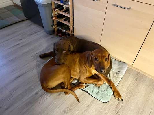 Rhodesian Ridgeback-Beitrag-Bild