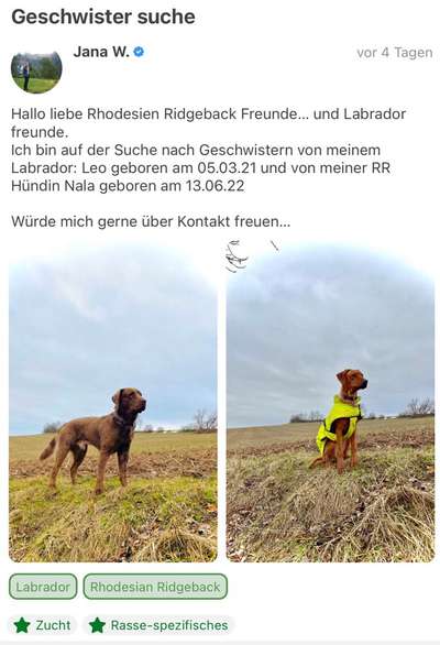 Rhodesian Ridgeback-Beitrag-Bild