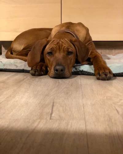 Rhodesian Ridgeback-Beitrag-Bild