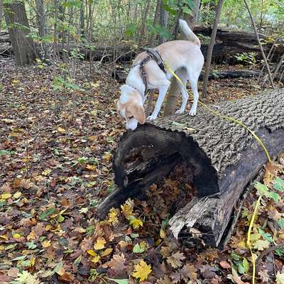 Suchmeldung-Aki-Bild