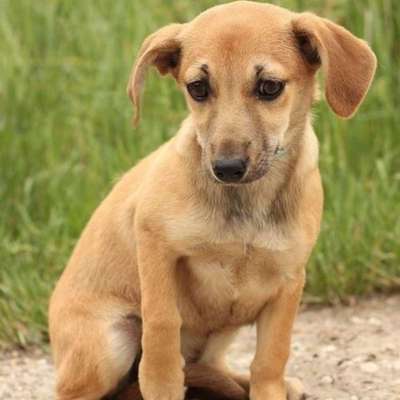 Hundetreffen-Spielen und/oder Gassi gehen