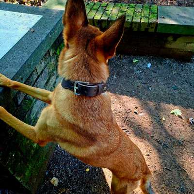 Auslandstierschutz-Beitrag-Bild