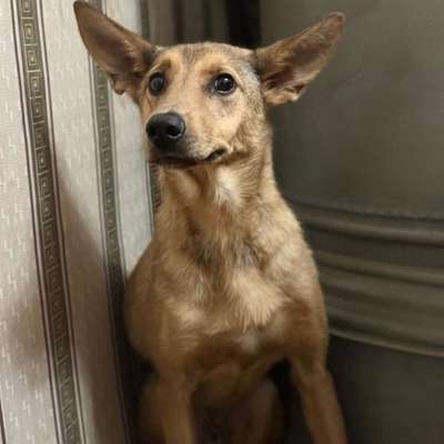 Auslandstierschutz-Beitrag-Bild