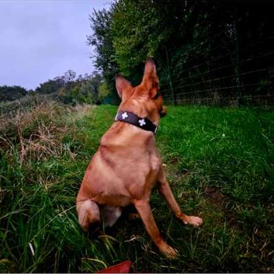 Auslandstierschutz-Beitrag-Bild