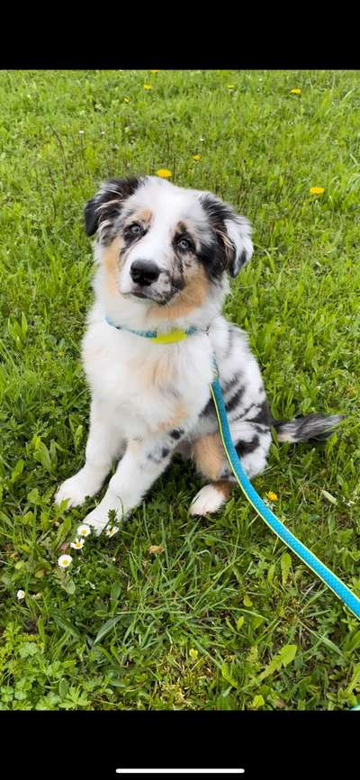 Ständiger Durchfall-Beitrag-Bild