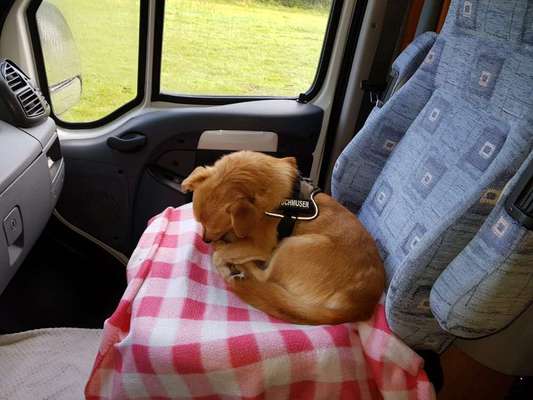 FOTOCHALLENGE 70 - Dein Hund im Auto-Beitrag-Bild