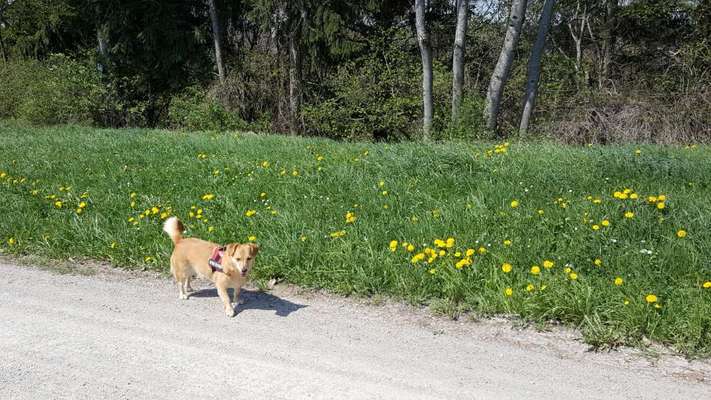 Dogorama Photo Challenge - Der Frühling kommt-Beitrag-Bild