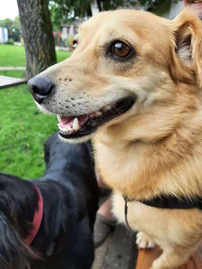 Fotochallenge Nr 73 ~ Schokoseite - Zeig deinen Hund von seiner besten Seite-Beitrag-Bild