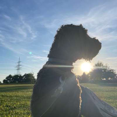 Hundetreffen-Lagotto / Lockenhunde treffen Hattingen & Umgebung-Bild