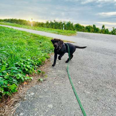 Hundetreffen-Welpentreff an der Enz-Bild