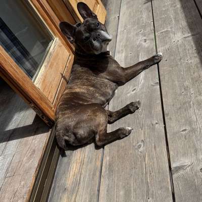 aktuelles Foto Gruppe Französische Bulldogge
