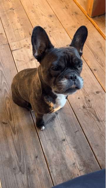 Französische Bulldoggen-Beitrag-Bild