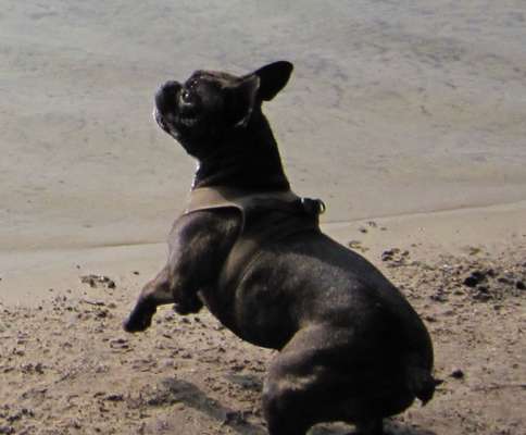 Französische Bulldoggen-Beitrag-Bild