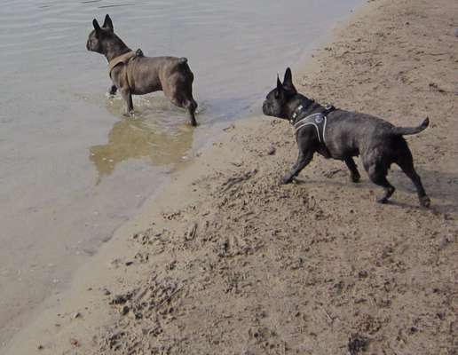 Französische Bulldoggen-Beitrag-Bild