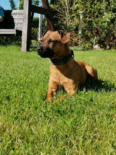 Patterdale Terrier-Beitrag-Bild