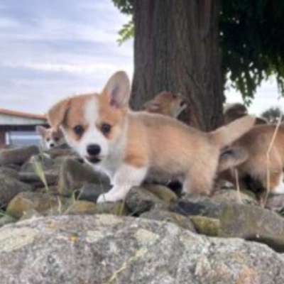 Hundetreffen-Corgitreffen / Welpentreffen-Bild