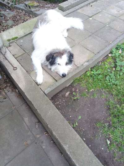 Gibts hier Mioritic Besitzer?-Beitrag-Bild