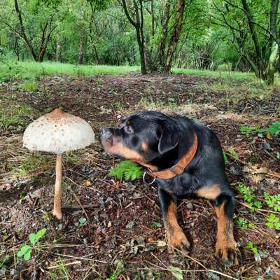 Herbstliche Aktivitäten mit Hund-Beitrag-Bild