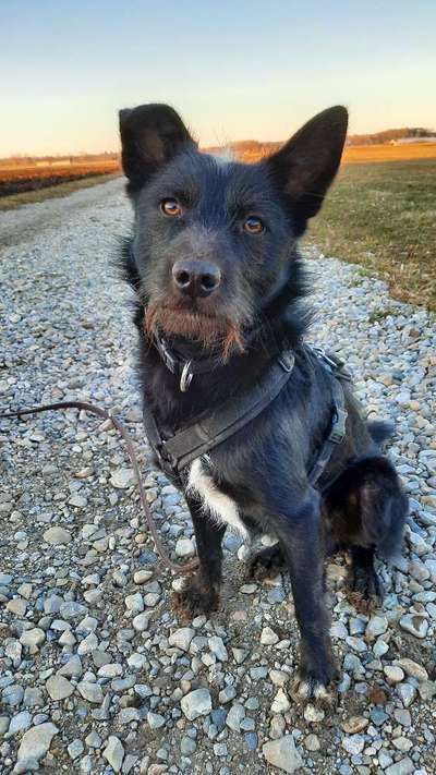 Auslandstierschutz-Beitrag-Bild