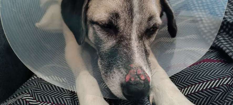 Vorbeugung allergischer Reaktionen-Beitrag-Bild