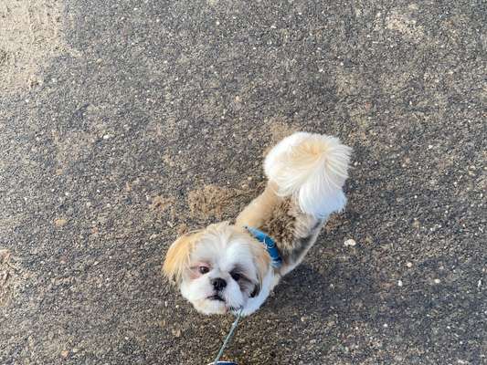 Shih Tzu von Jung bis Senioren-Beitrag-Bild