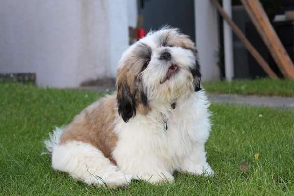 Dogorama Photo Challenge - Hundeblick zum hinschmelzen-Beitrag-Bild