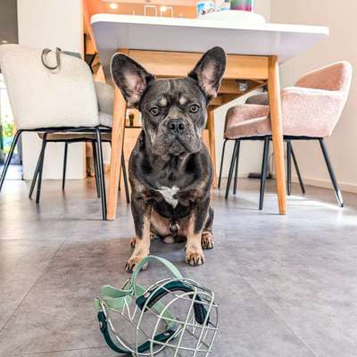 Giftköder-🐾 Hundetraining-Bild