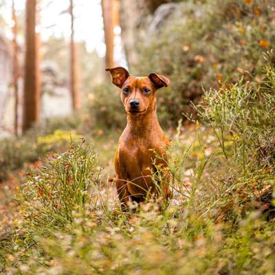 %{de_profession_title}-DEIN VIERBEINER-Bild