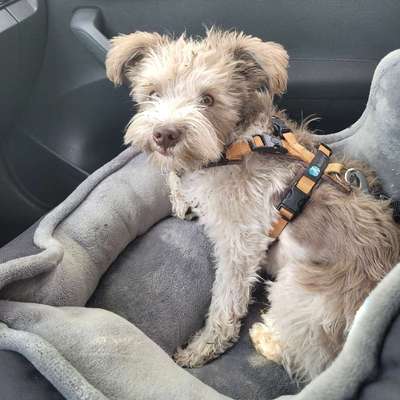 Hundetreffen-Treffen zum Spielen- kleine Hunde-Bild
