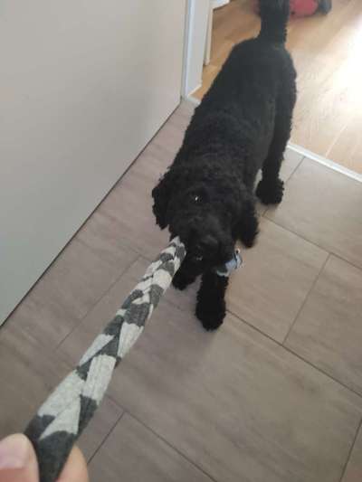 Alles rund um den Pudel-Beitrag-Bild