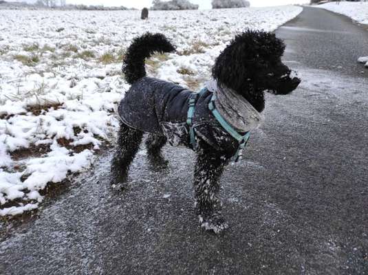 Alles rund um den Pudel-Beitrag-Bild