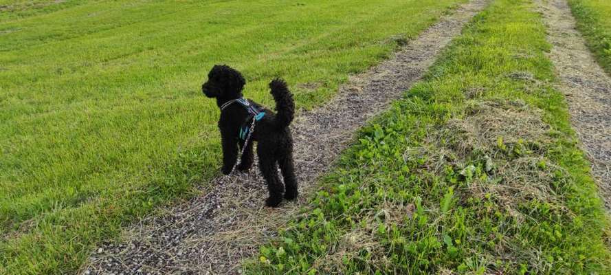 Alles rund um den Pudel-Beitrag-Bild