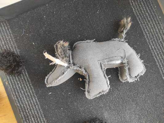 Alles rund um den Pudel-Beitrag-Bild