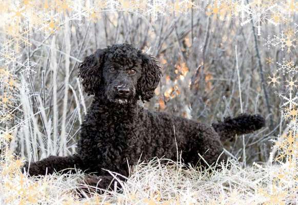 Alles rund um den Pudel-Beitrag-Bild